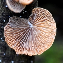 Unidentified Fungus at Kianga, NSW - 4 May 2019 by Teresa
