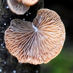 Unidentified Fungus at Box Cutting Rainforest Walk - 4 May 2019 by Teresa