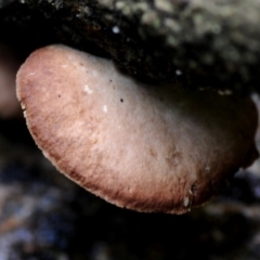 zz Agaric (stemless) at Kianga, NSW - 5 May 2019 12:00 AM