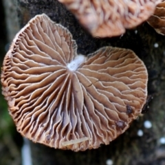 zz Agaric (stemless) at Kianga, NSW - 5 May 2019 12:00 AM