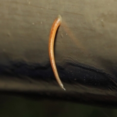 Hirudinea sp. (Class) (Unidentified Leech) at ANBG - 3 May 2019 by TimL