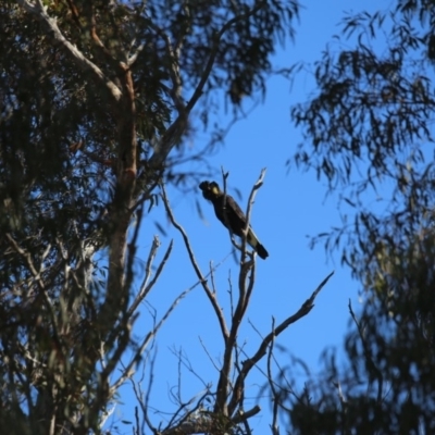 Zanda funerea (Yellow-tailed Black-Cockatoo) at Sutton, NSW - 7 Oct 2018 by Goolabri