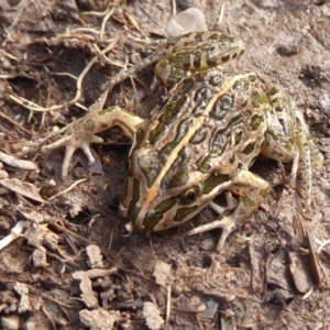 Limnodynastes tasmaniensis at Mount Clear, ACT - 13 Apr 2019