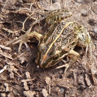 Limnodynastes tasmaniensis (Spotted Grass Frog) at Mount Clear, ACT - 13 Apr 2019 by Christine