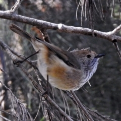 Acanthiza pusilla (Brown Thornbill) at Molonglo Valley, ACT - 6 May 2019 by RodDeb