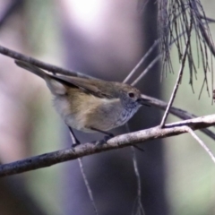 Acanthiza pusilla at Molonglo Valley, ACT - 6 May 2019 01:10 PM