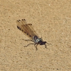 Cordulephya pygmaea (Common Shutwing) at Molonglo Valley, ACT - 6 May 2019 by RodDeb