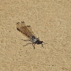 Cordulephya pygmaea at Molonglo Valley, ACT - 6 May 2019