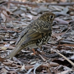 Zoothera lunulata (Bassian Thrush) at Acton, ACT - 7 May 2019 by RodDeb