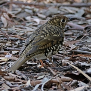 Zoothera lunulata at Acton, ACT - 7 May 2019