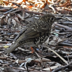 Zoothera lunulata at Acton, ACT - 7 May 2019