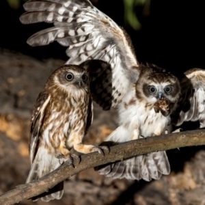 Ninox boobook at Uriarra Village, ACT - 20 Jan 2019