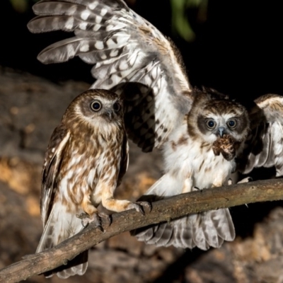 Ninox boobook (Southern Boobook) at Uriarra Village, ACT - 20 Jan 2019 by TyrieStarrs