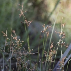 Fimbristylis dichotoma (A Sedge) at Michelago, NSW - 12 Jan 2019 by Illilanga