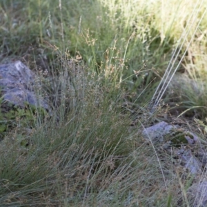 Fimbristylis dichotoma at Illilanga & Baroona - 12 Jan 2019