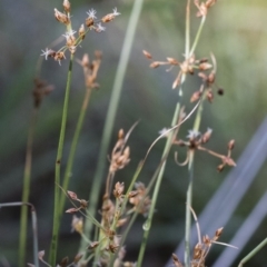 Fimbristylis dichotoma at Michelago, NSW - 12 Jan 2019