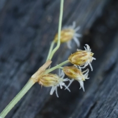 Fimbristylis dichotoma at Illilanga & Baroona - 12 Jan 2019