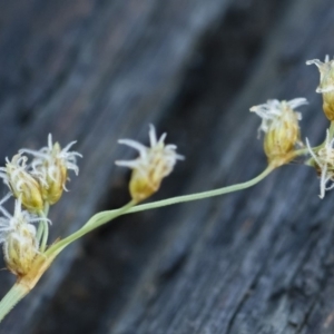 Fimbristylis dichotoma at Illilanga & Baroona - 12 Jan 2019