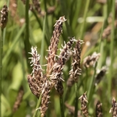 Eleocharis (genus) (Spike-rush) at Michelago, NSW - 3 Dec 2018 by Illilanga