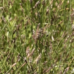 Eleocharis sp. at Illilanga & Baroona - 3 Dec 2018 12:22 PM