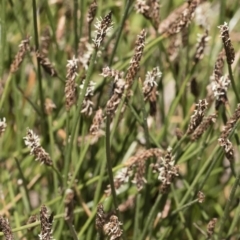 Eleocharis sp. at Illilanga & Baroona - 3 Dec 2018 12:22 PM