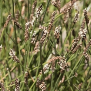 Eleocharis sp. at Illilanga & Baroona - 3 Dec 2018 12:22 PM