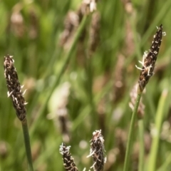 Eleocharis sp. at Illilanga & Baroona - 3 Dec 2018 12:22 PM