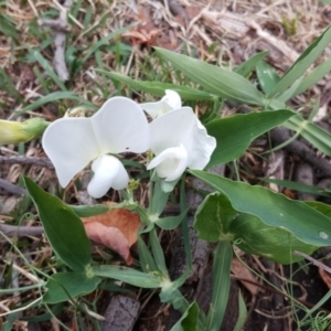 Lathyrus latifolius at Isaacs, ACT - 1 May 2019 03:05 PM