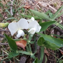 Lathyrus latifolius (Perennial Pea) at Isaacs, ACT - 1 May 2019 by Mike