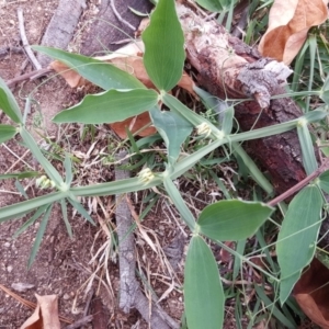 Lathyrus latifolius at Isaacs, ACT - 1 May 2019