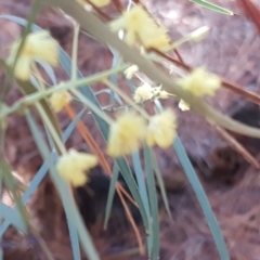Acacia suaveolens (Sweet Wattle) at Jerrabomberra, ACT - 6 May 2019 by Mike