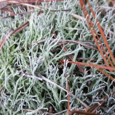 Cladonia sp. (genus) (Cup Lichen) at Isaacs, ACT - 7 May 2019 by Mike