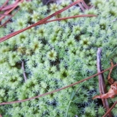 Bartramiaceae at Isaacs Ridge - 7 May 2019 by Mike