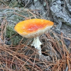 Amanita muscaria (Fly Agaric) at Isaacs Ridge - 7 May 2019 by Mike