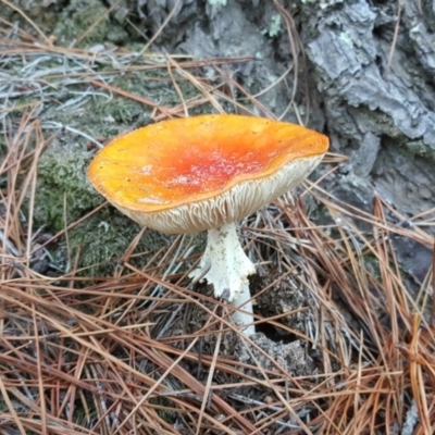 Amanita muscaria (Fly Agaric) at Isaacs Ridge and Nearby - 7 May 2019 by Mike