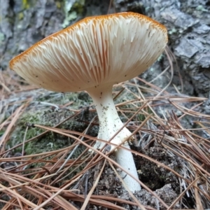 Amanita muscaria at Isaacs, ACT - 7 May 2019