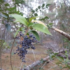 Ligustrum lucidum (Large-leaved Privet) at Isaacs Ridge and Nearby - 7 May 2019 by Mike