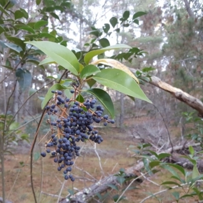 Ligustrum lucidum (Large-leaved Privet) at Isaacs Ridge - 7 May 2019 by Mike