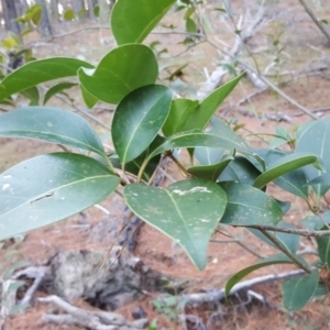 Ligustrum lucidum at Isaacs Ridge - 7 May 2019