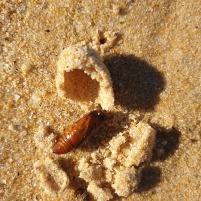 Lepidoptera unclassified IMMATURE (caterpillar or pupa or cocoon) at Tura Beach, NSW - 7 May 2019 by Steff