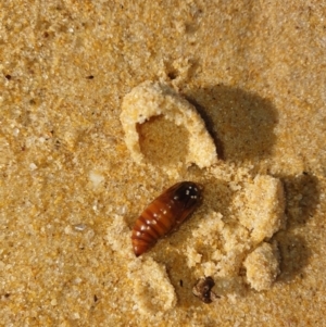 Lepidoptera unclassified IMMATURE at Tura Beach, NSW - 7 May 2019 09:29 AM