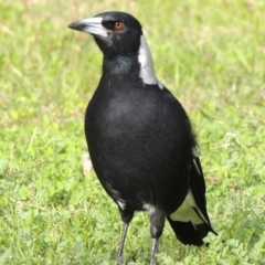 Gymnorhina tibicen (Australian Magpie) at Bowral - 7 Apr 2014 by michaelb