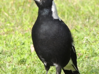 Gymnorhina tibicen (Australian Magpie) at Bowral, NSW - 7 Apr 2014 by MichaelBedingfield