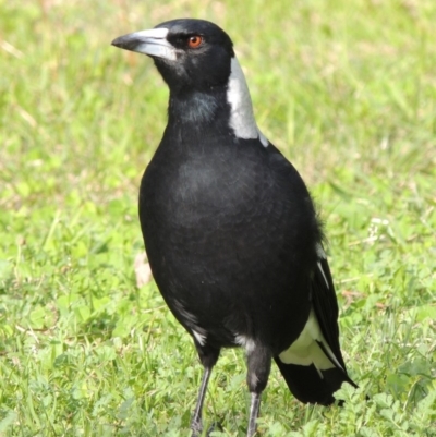 Gymnorhina tibicen (Australian Magpie) at Bowral, NSW - 7 Apr 2014 by michaelb