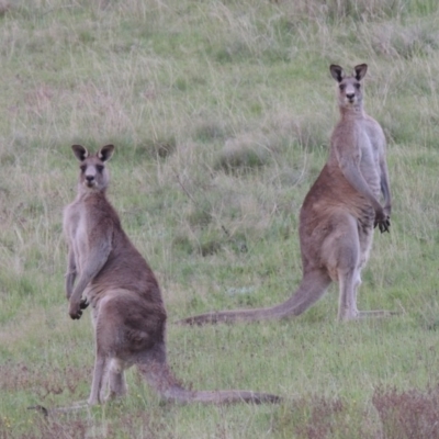 Macropus giganteus (Eastern Grey Kangaroo) at Bonython, ACT - 9 Oct 2018 by michaelb