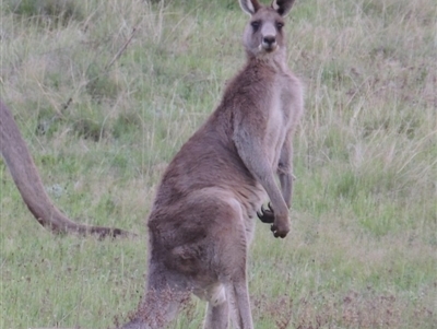 Macropus giganteus (Eastern Grey Kangaroo) at Bowral - 1 Oct 2018 by MichaelBedingfield