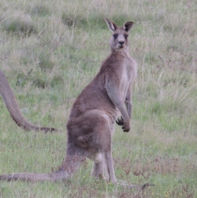 Macropus giganteus (Eastern Grey Kangaroo) at Bowral, NSW - 1 Oct 2018 by michaelb