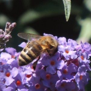 Apis mellifera at Bowral, NSW - 6 Feb 2015 01:00 PM