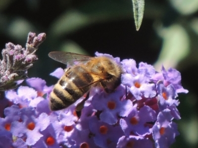 Apis mellifera (European honey bee) at Bowral, NSW - 6 Feb 2015 by MichaelBedingfield