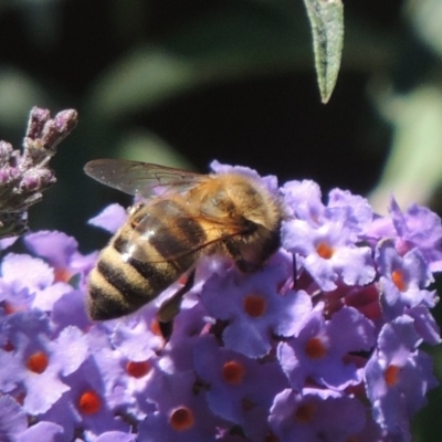 Apis mellifera (European honey bee) at Wingecarribee Local Government Area - 6 Feb 2015 by michaelb